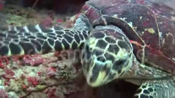 海龟的背景彩色珊瑚水下马尔代夫海视频的预览图
