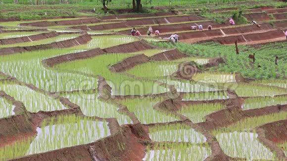 泰国梯田种水稻的农民视频的预览图