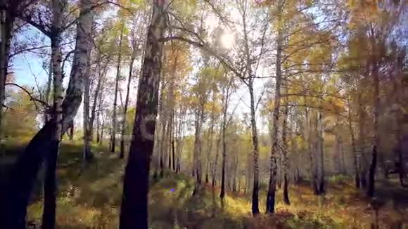 阳光森林峡谷树的树枝视频的预览图