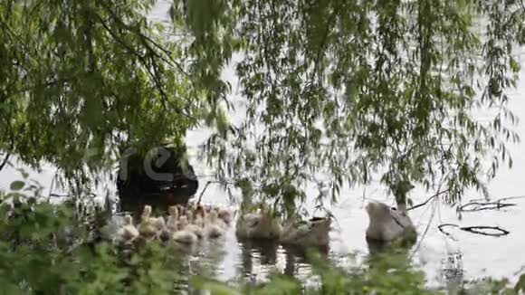 池塘附近草地上的家鹅视频的预览图