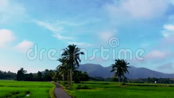 马来西亚基达稻田美丽的时代视频的预览图