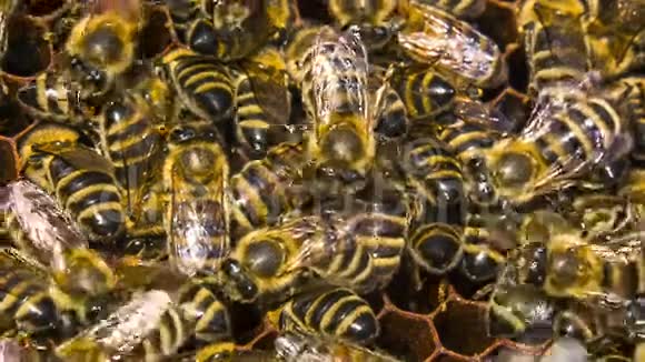 蜜蜂在蜂巢里吃蜂蜜视频的预览图