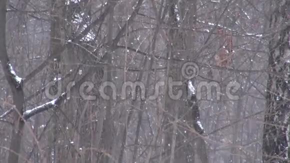 背景树下大雪视频的预览图