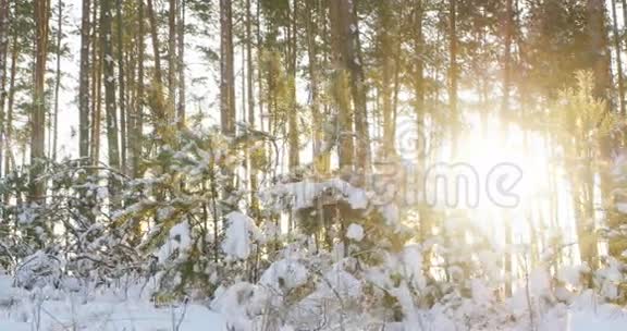 冬天森林里高大的松树有阳光视频的预览图