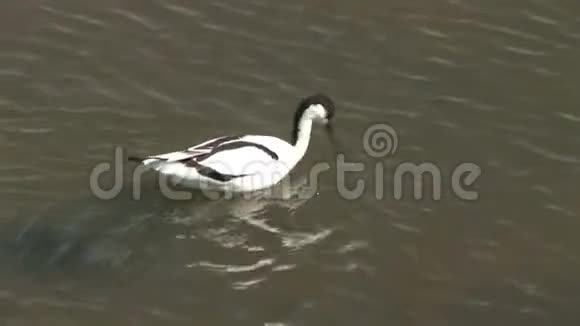 阿沃塞特鸟在水里觅食视频的预览图