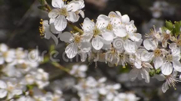 草甸黄蜂在白花花的苹果上采集花蜜视频的预览图
