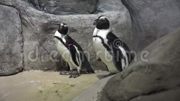 企鹅无飞行的鸟动物视频的预览图