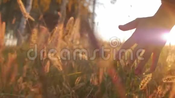 女农民在美丽的日落下用手触摸草地小麦玉米农业Stadicam视频的预览图
