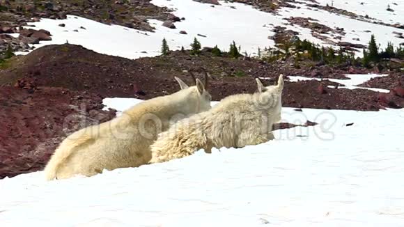 山地山羊冰川国家公园视频的预览图