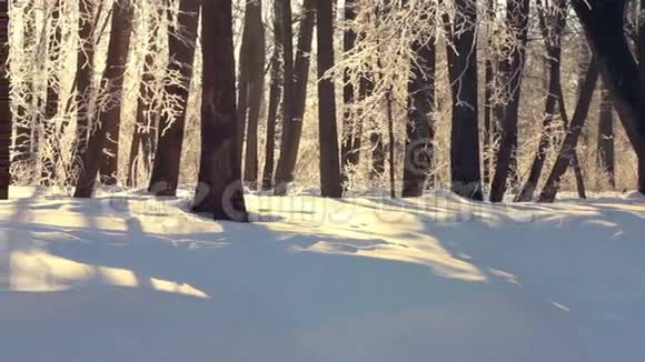冬季景观阳光下的冬季森林公园里的冬季河流冬季自然视频的预览图