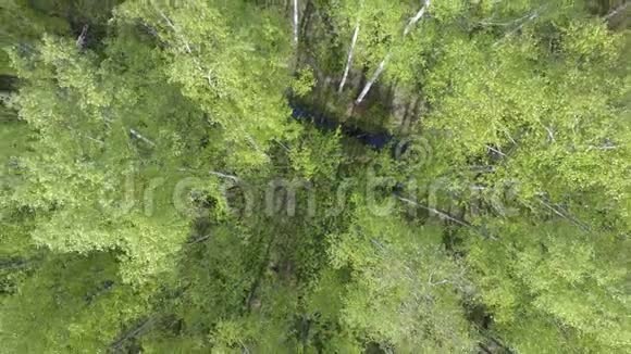 从白桦林上的无人机在夏季阳光明媚的一天观看空中景色视频的预览图