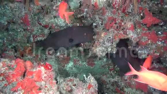 巨型莫雷艾尔在马尔代夫水下清洁海底的背景下视频的预览图