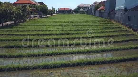 巴厘岛的稻米平台视频的预览图