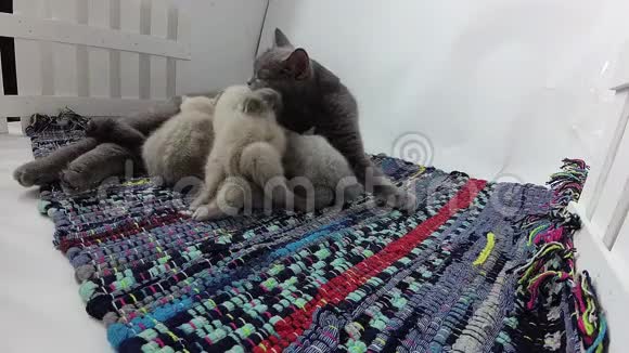 妈妈喂小猫视频的预览图