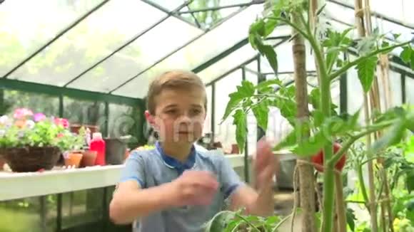 在温室里采摘家养番茄视频的预览图
