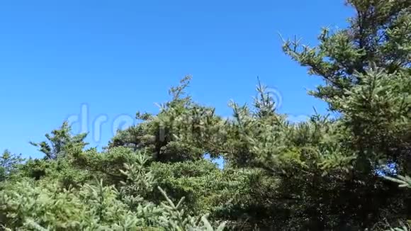 有蓝天的树视频的预览图