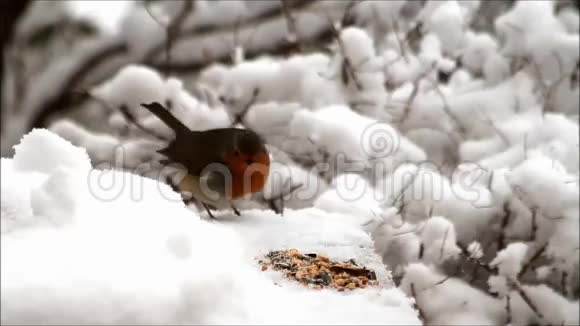 知更鸟在雪中喂冬饲料视频的预览图