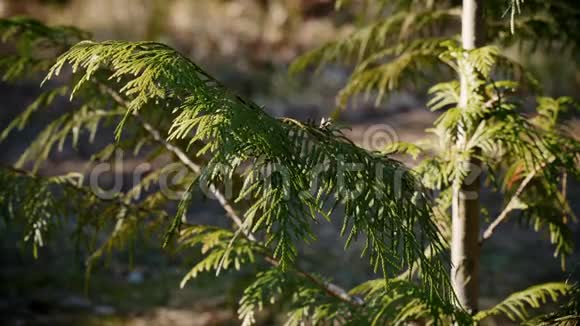 森林背景与绿色灌木视频的预览图