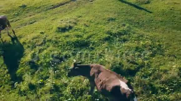 奶牛在草坪上放牧视频的预览图