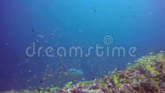 曼塔雷在清澈的蓝色海水中在条纹鱼学校的鱼海底中放松视频的预览图