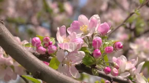 苹果的春季开花视频的预览图