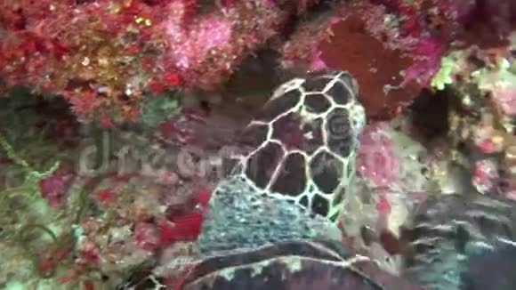 海龟的背景彩色珊瑚水下马尔代夫海视频的预览图