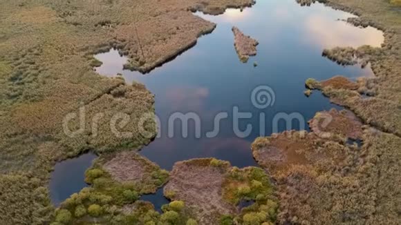 湖中的芦苇视频的预览图