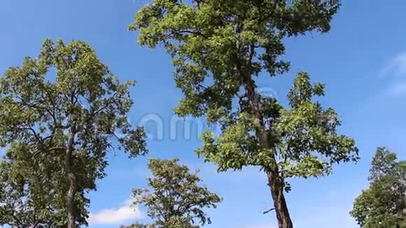 有蓝天的树视频的预览图
