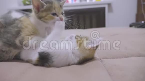 沙发慢动作视频播放两只小猫小猫玩概念两只小猫和生活方式猫宠物视频的预览图