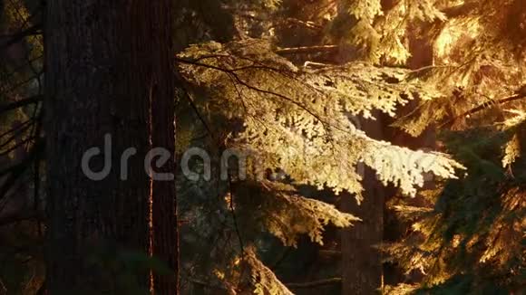 森林在金色的黄昏阳光下视频的预览图