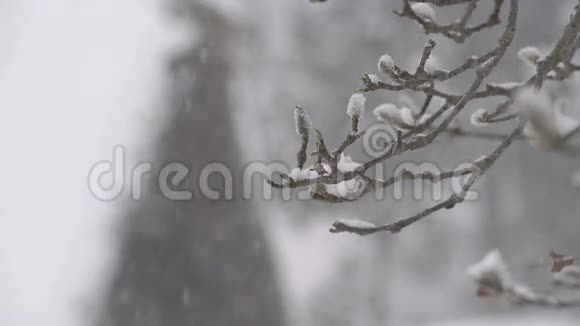 冬树落雪在日本东山视频的预览图