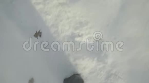 冬天一个人在一片雪林中迷路了POV视频的预览图