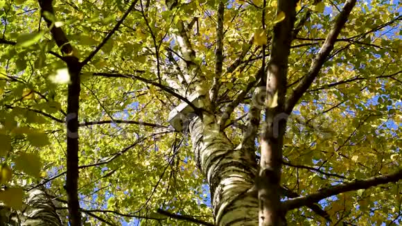 秋树逆天高楼林立视频的预览图