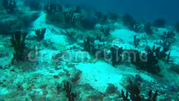 在马尔代夫水下清洁的海底背景上发现了MorayEel视频的预览图