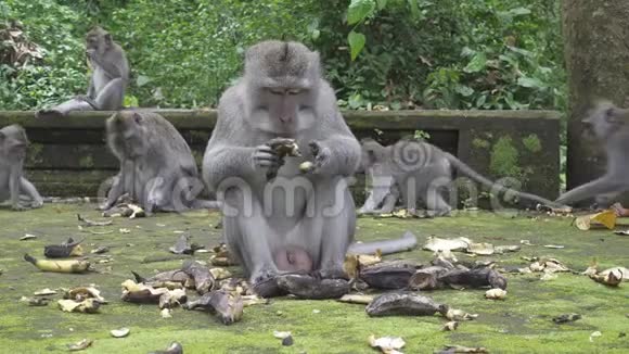 吃螃蟹的猕猴马卡猴也被称为长尾猕猴桑格猴森林巴厘岛视频的预览图