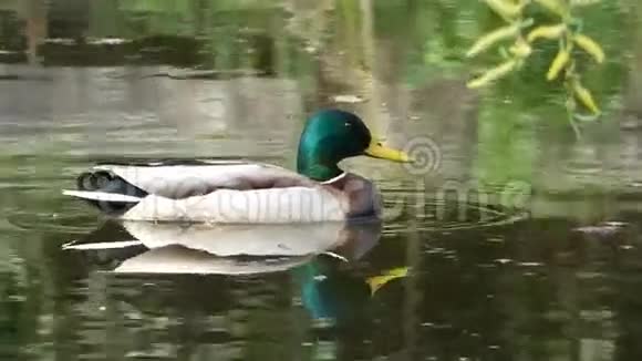 德雷克漂浮在池塘表面视频的预览图