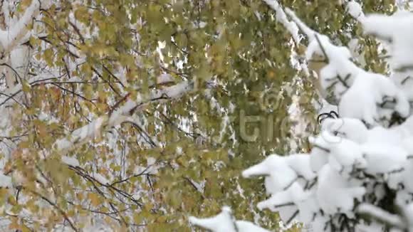 雪花飘落大雪纷飞冬季风景树木和雪视频的预览图