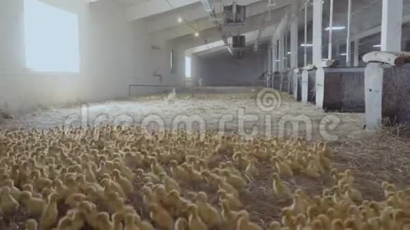 家禽农场可爱的小鸭子视频的预览图