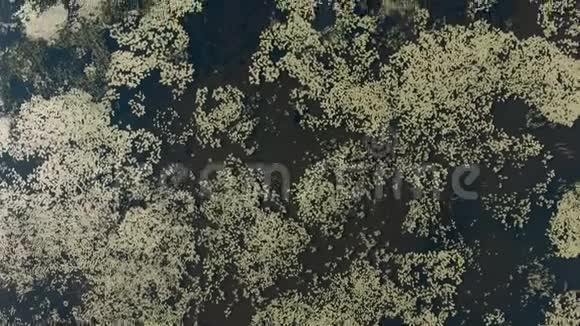 安大略省乔治亚湾一个湖泊的空中拍摄视频的预览图