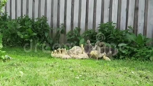 草地上的小鸭子和鹅视频的预览图