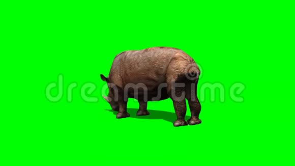 带着绿色阴影的犀牛放牧视频的预览图