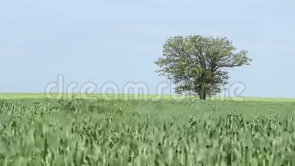 绿色的小麦和树木视频的预览图
