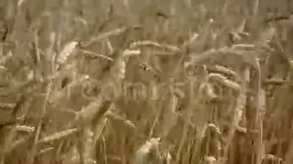 夏风中的麦穗视频的预览图