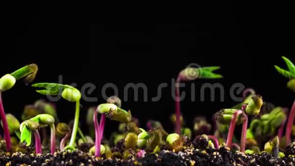 绿豆在黑色背景下发芽视频的预览图
