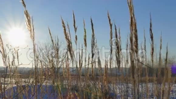 日落时分野草的轮廓映衬着金色的天空视频的预览图