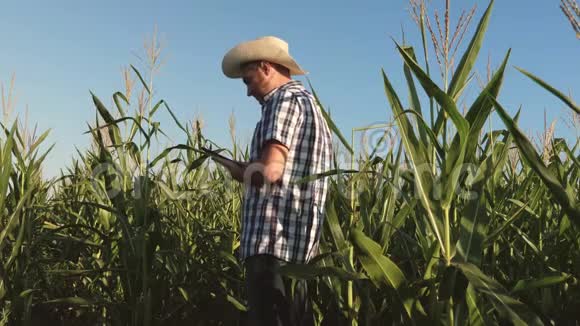 商人用平板电脑检查玉米芯农民和农学家在田间工作检查熟化玉米芯视频的预览图