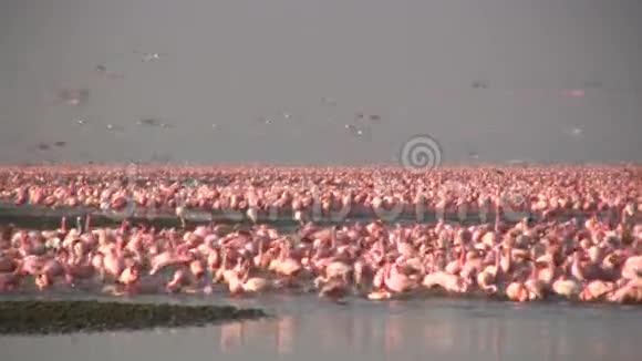 纳库鲁湖的小火烈鸟视频的预览图