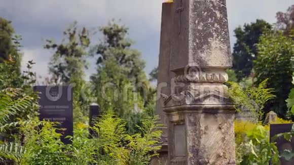 公墓长满常春藤的老坟视频的预览图