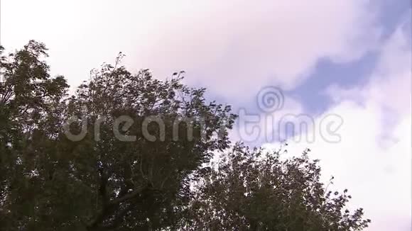 树木和天空拍摄视频的预览图