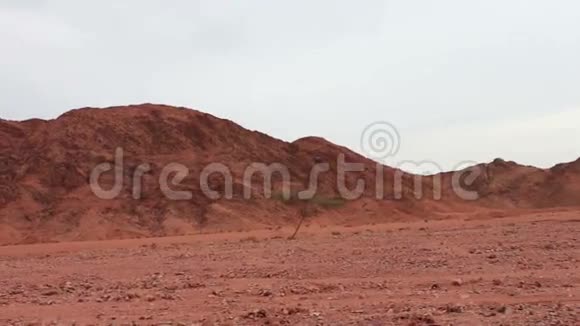 西奈山脉红色沙漠景观视频的预览图